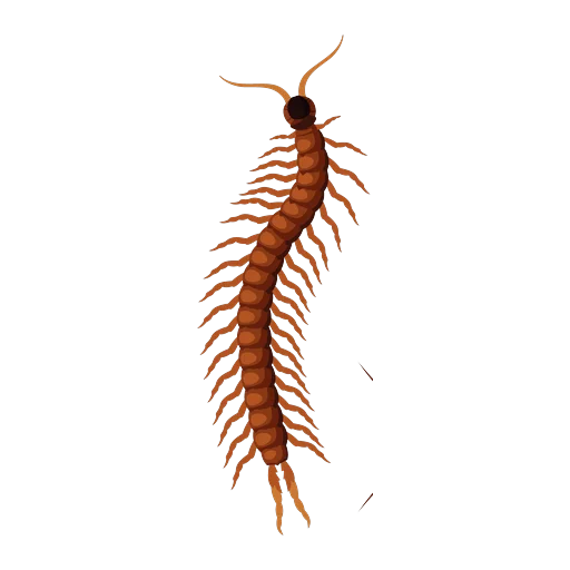 Ilustrație scolopendra