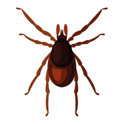 Ilustrație căpușă