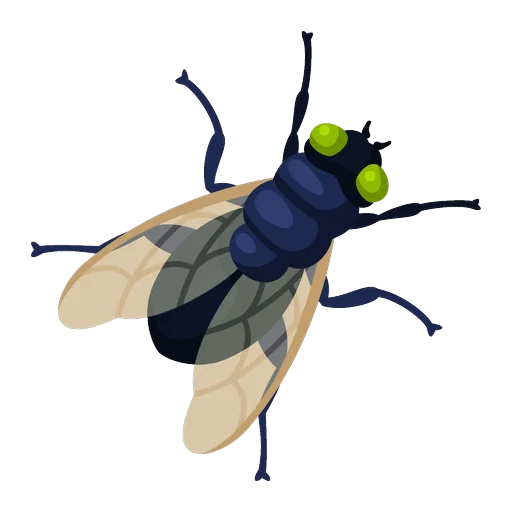 Musca